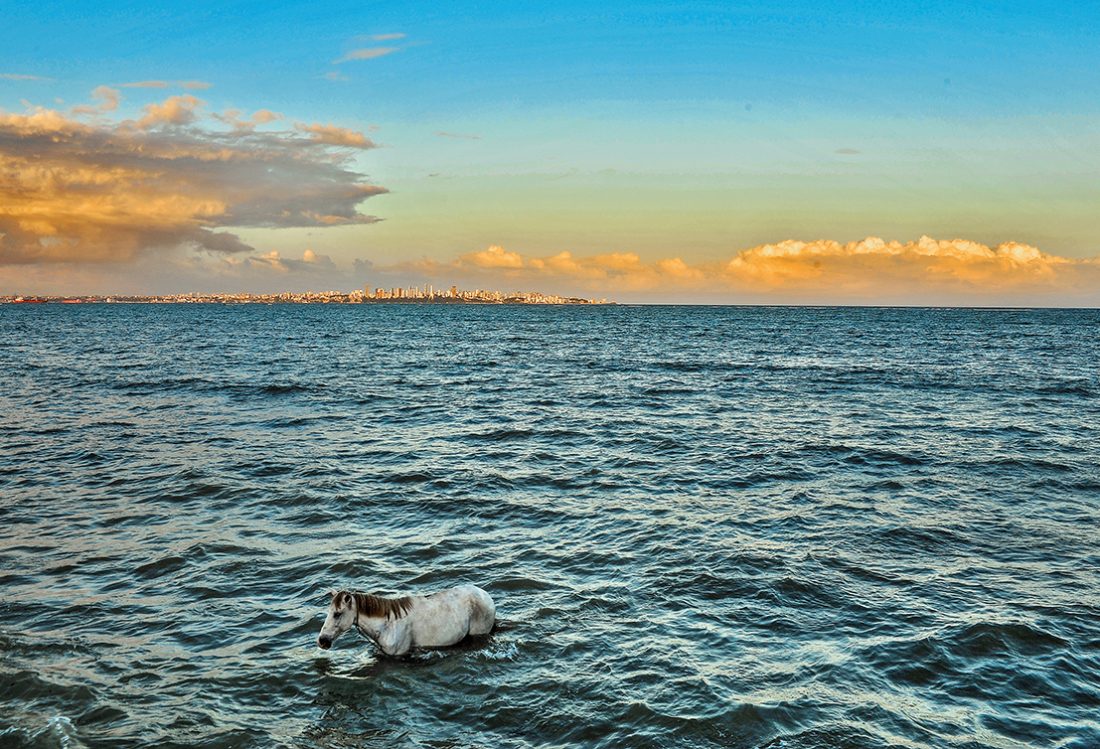 Salvador no horizonte, o cavalo solto na praia da Penha, Ilha de Itaparica